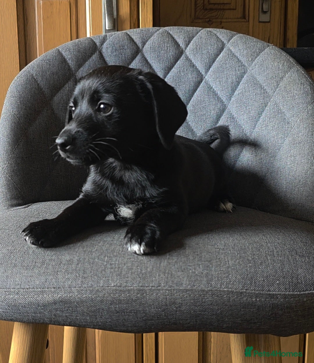 Mixed Breed dogs for sale: F1 Dachshund x Jack Russell  - Image 14