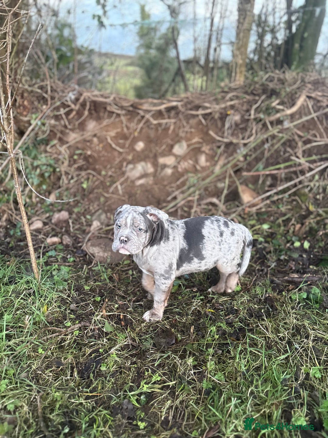 Olde English Bulldogge dogs for sale: 3 male puppy Olde English Bulldogges left - Advert 28