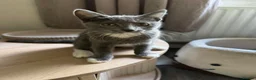 Mixed Breed cats for sale: Black and white and grey and white kitten  - Advert 8