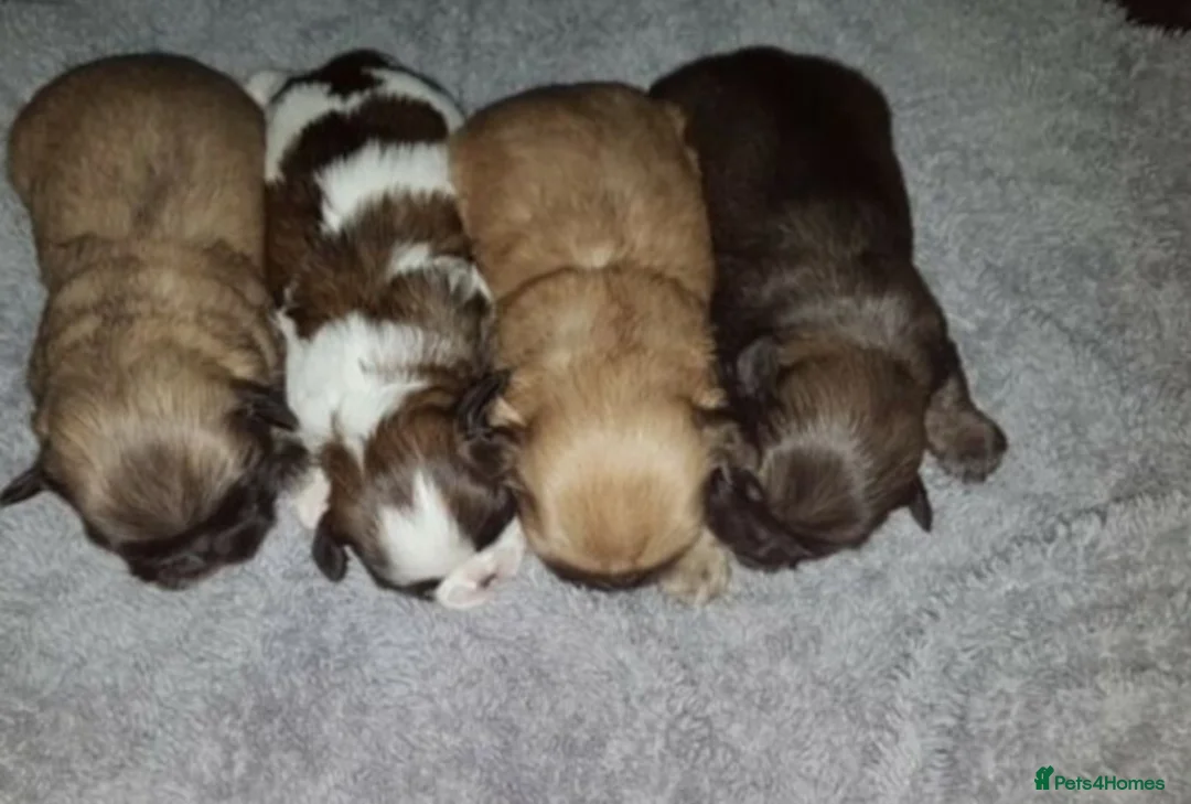 Shih Tzu dogs for stud: KC HARROPINE LUSTY DUSTY FOR STUD ONLY in Bridgend - Advert 5