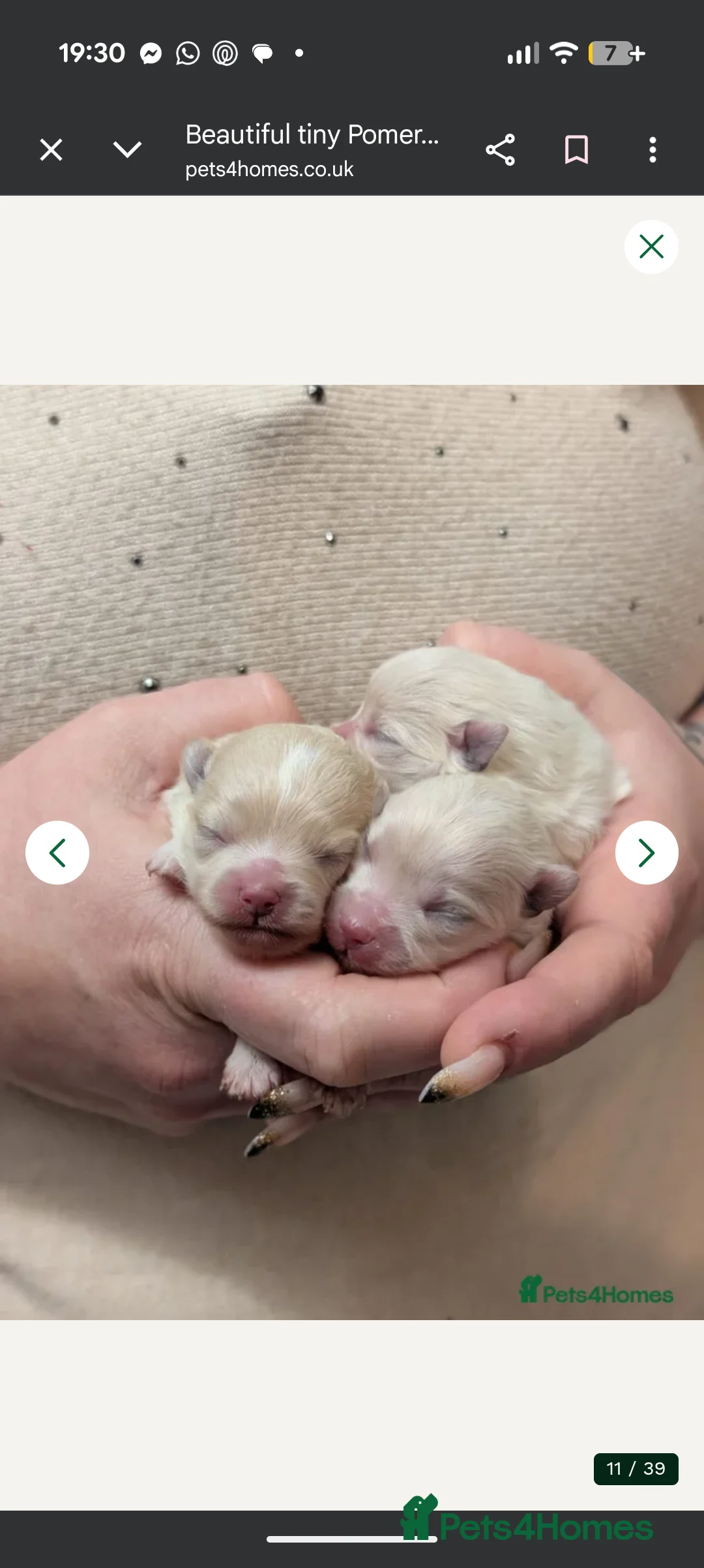 Pomeranian dogs for sale: Last little girl pomeranian puppy  - Advert 9