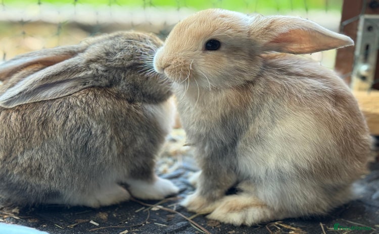 Mixed Breed rabbits - Advert 1