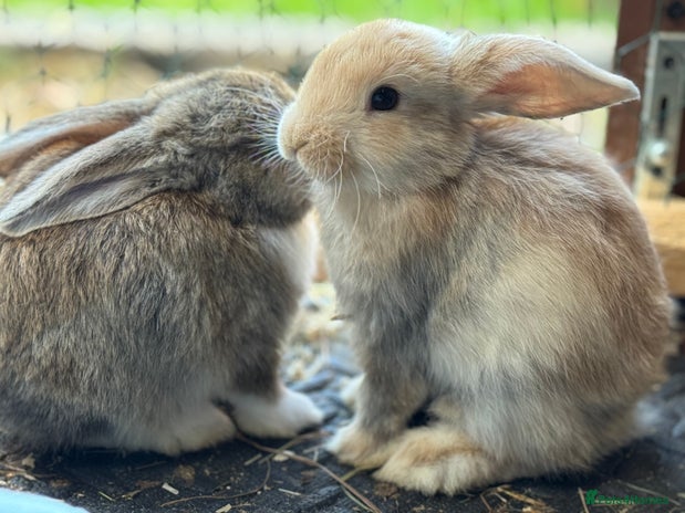 Mixed Breed rabbits - Advert 4