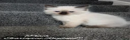 Ragdoll cats for sale: Stunning GCCF REG PEDIGREE RAGDOLLS - Advert 36