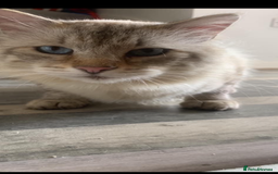 Mixed Breed cats for sale: Mixed breed ragdoll & tabby kittens - Image 24