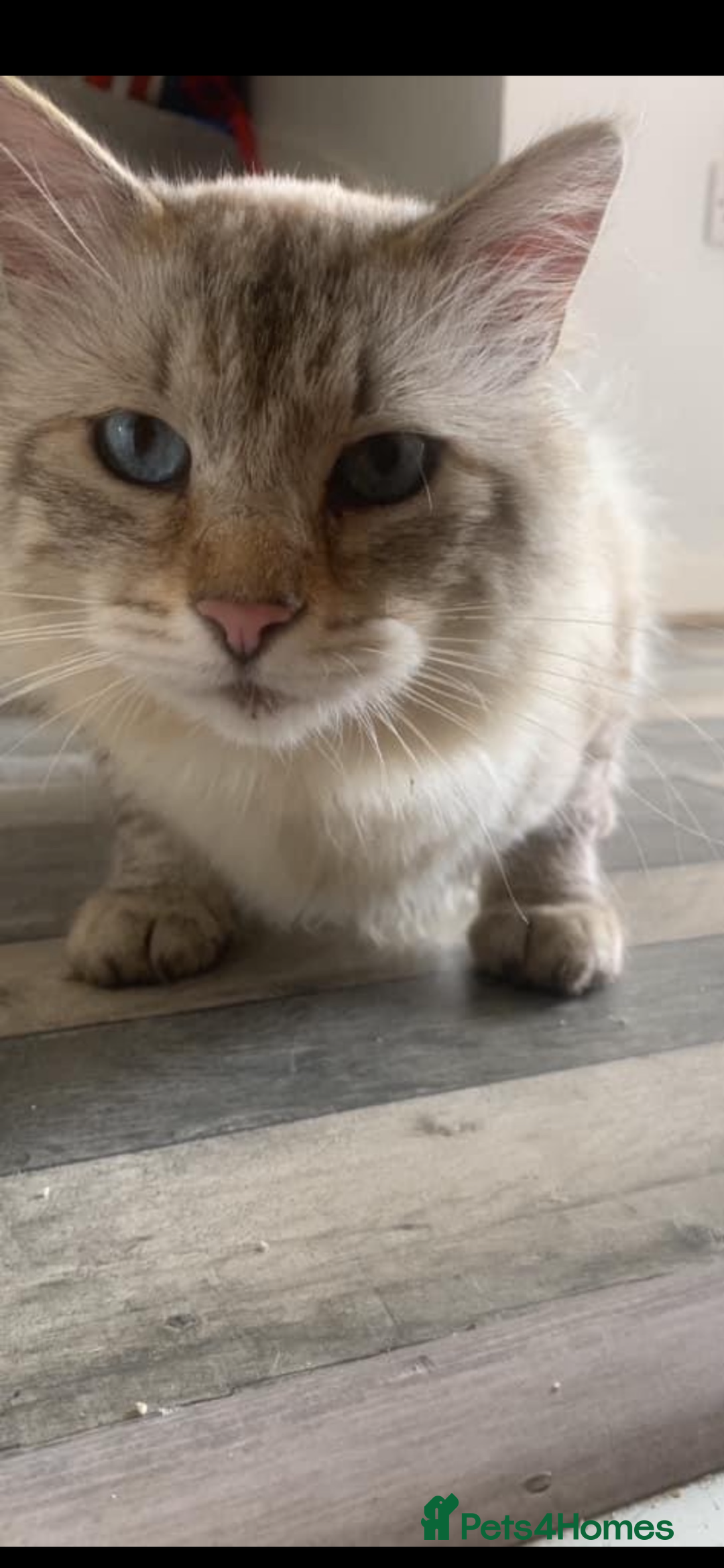 Mixed Breed cats for sale: Mixed breed ragdoll & tabby kittens - Image 24