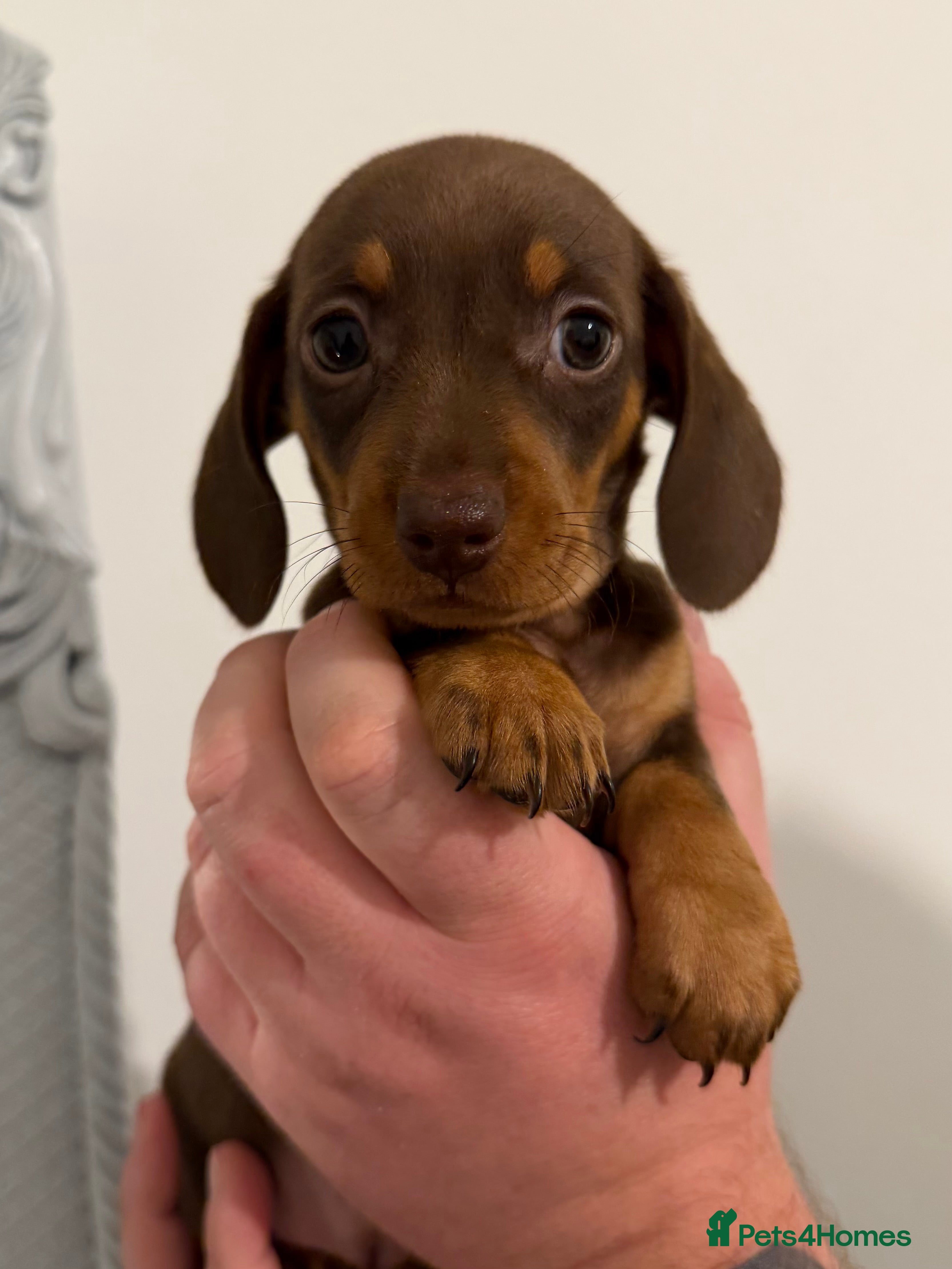 Miniature Dachshund dogs Ready this weekend 🐾 our last dachshund girl 🤍 - Advert 7
