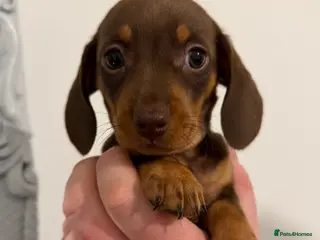 Miniature Dachshund dogs Ready this weekend 🐾 our last dachshund girl 🤍 - Advert 7