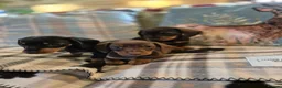 Miniature Dachshund dogs for sale: 3 Smooth haired Miniature Dachshund boys - Advert 7