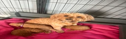 Cockapoo dogs for sale: Extensively health tested F1b cockapoos - Advert 18