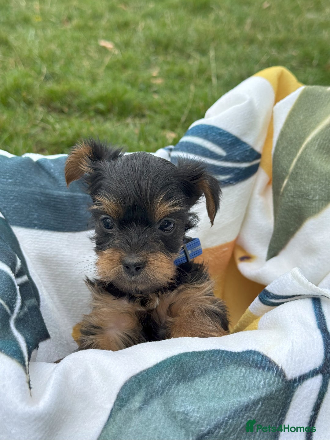 Yorkshire Terrier dogs for sale: Mini Yorkshire Terrier Puppies looking for Home - Image 5