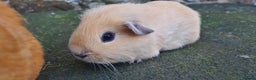 Guinea Pig rodents for sale: Californian male guinea pigs  - Advert 3