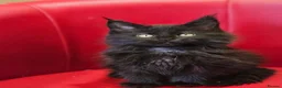 Maine Coon cats for sale: TICA Registered Maine Coon Kittens –  Ready Now!  in Northampton - Advert 11