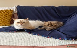 British Longhair cats for sale: Chocolate Tabby BLH boy TICA - Image 5
