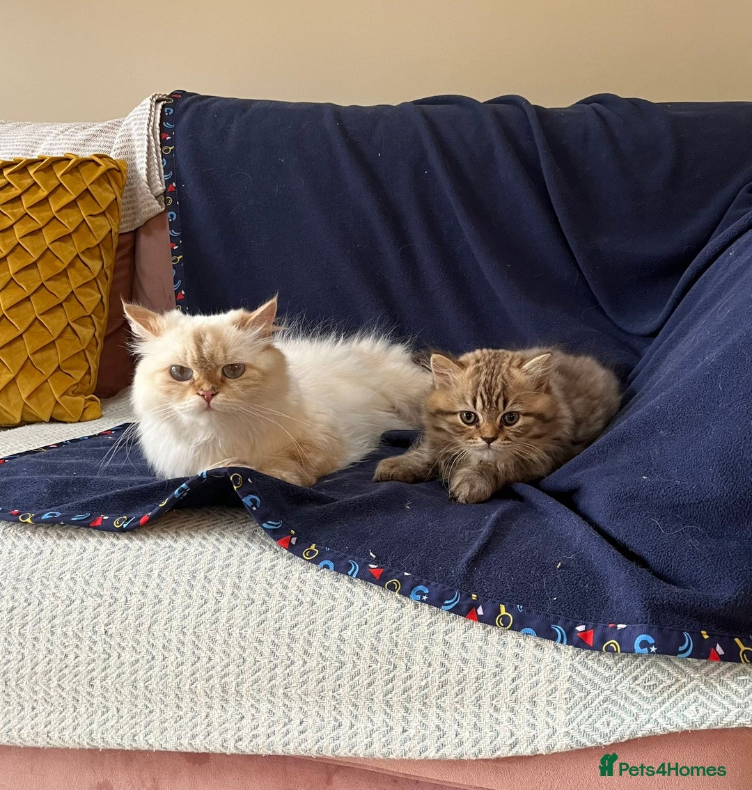 British Longhair cats for sale: Chocolate Tabby BLH boy TICA - Image 5
