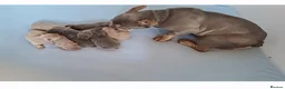 French Bulldog dogs for sale: Gorgeous French Bulldog Puppies  - Advert 4