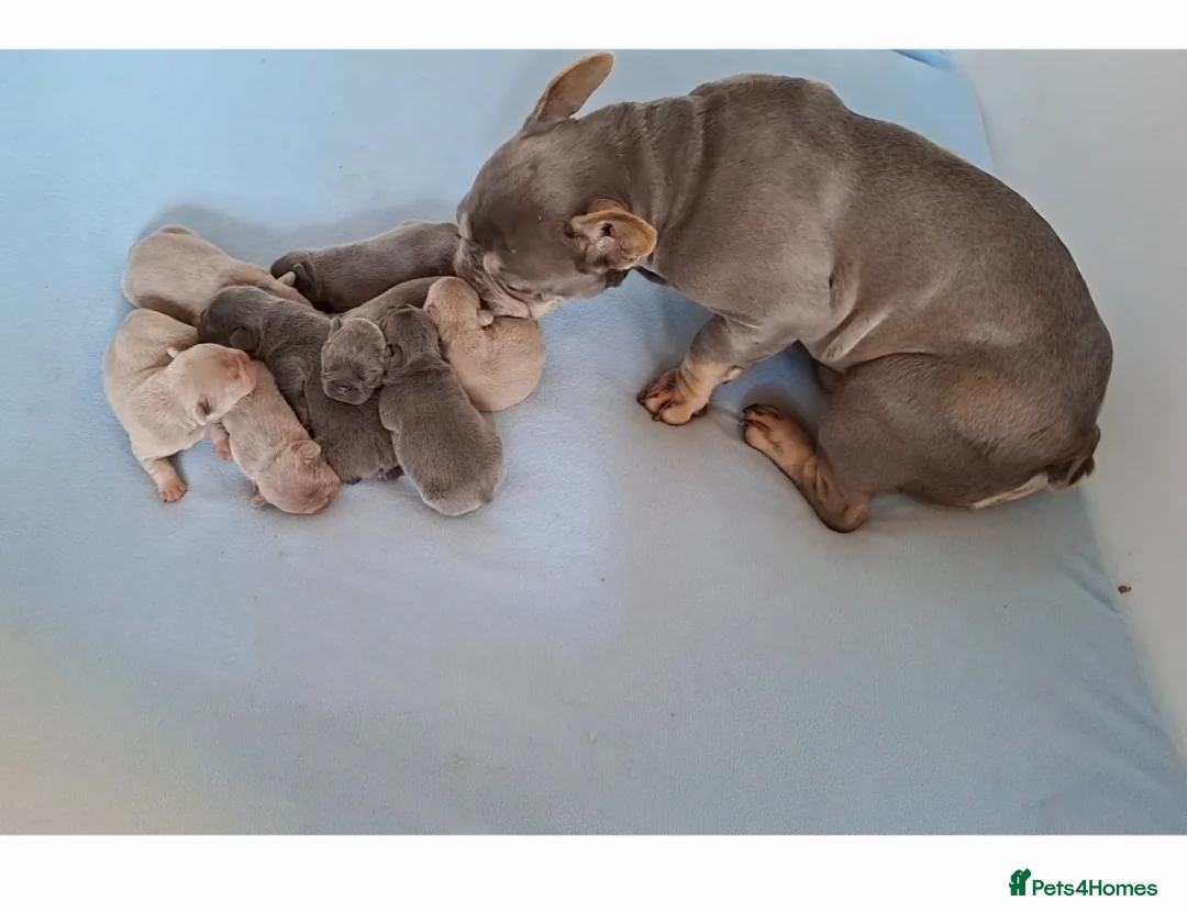 French Bulldog dogs for sale: Gorgeous French Bulldog Puppies  - Advert 4