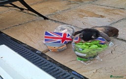 Mixed Breed rabbits for sale: Male and female mixed breed rabbits - Image 1