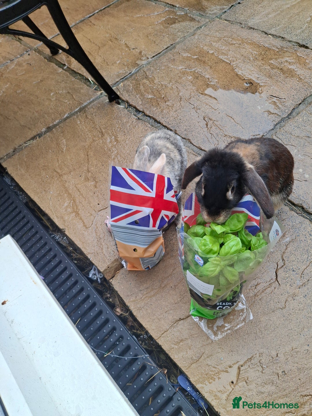 Mixed Breed rabbits for sale: Male and female mixed breed rabbits - Image 1