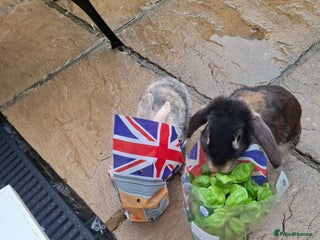 Mixed Breed rabbits for sale - Advert 1