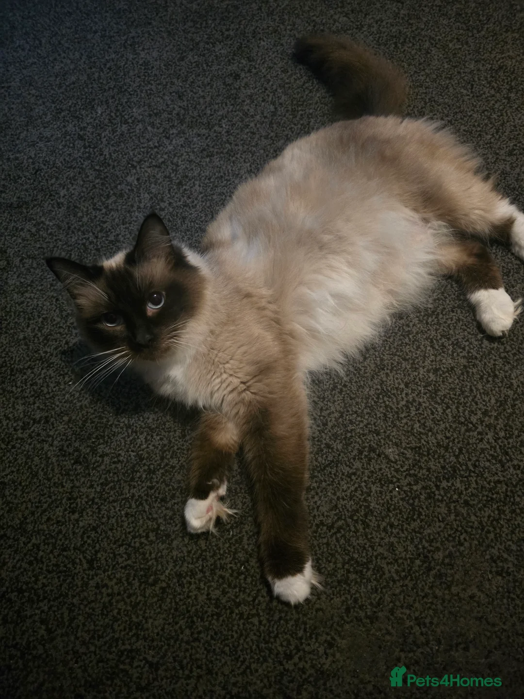 Ragdoll cats for sale: Beautiful Ragdoll Kittens 😸  in Leicester - Advert 8