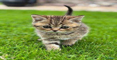 British Shorthair cats - Advert 1