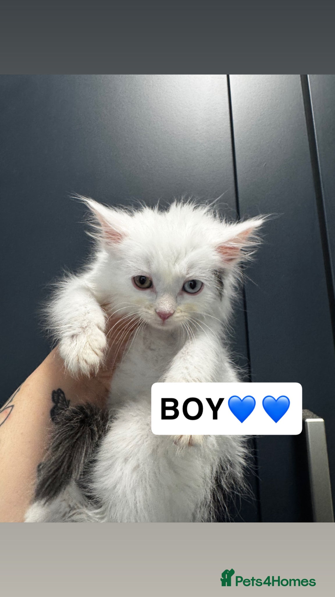 Mixed Breed cats for sale: 3 lovely kittens ready for a new home  - Advert 5