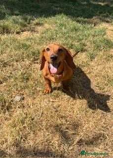 Miniature Dachshund dogs Miniature Smooth Red Dachshund Female - Advert 1