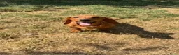 Miniature Dachshund dogs for sale: Miniature Smooth Red Dachshund Female - Advert 1