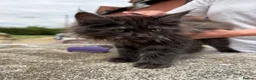 Maine Coon cats for sale: Beautiful Female Maine Coon Kitten - Advert 9
