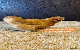 Chickens poultry for sale: Bantam hens at point of lay - Image 10
