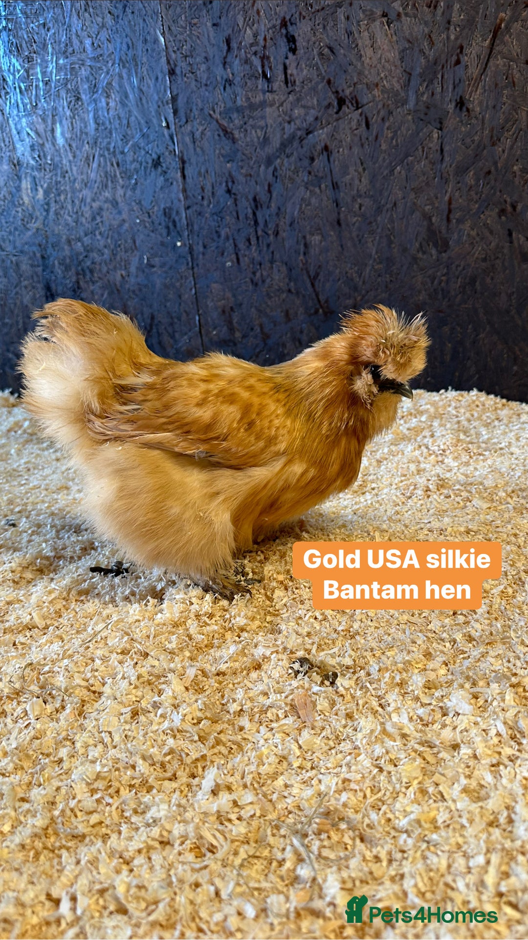 Chickens poultry for sale: Bantam hens at point of lay - Image 10