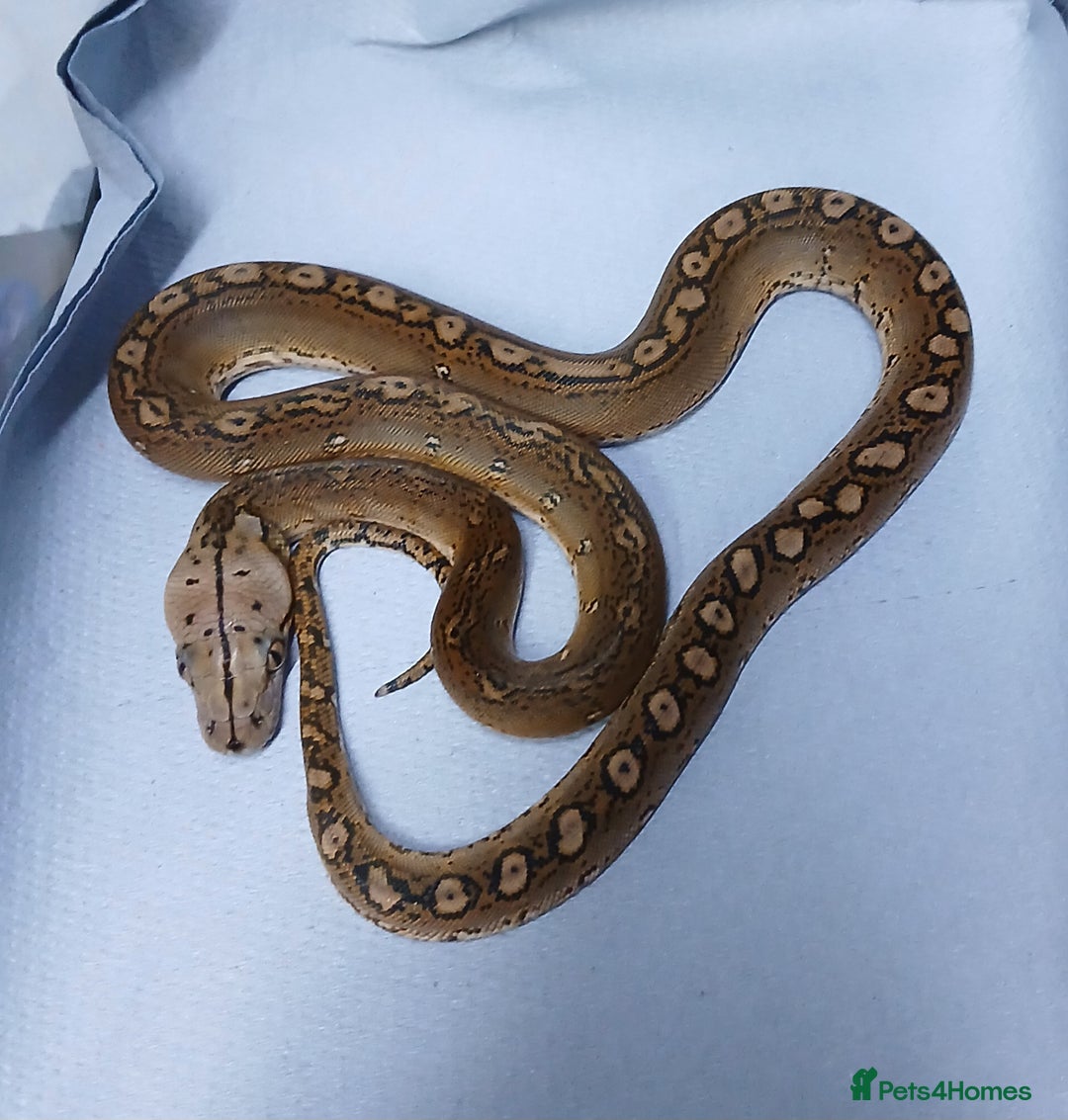 Python Snake reptiles for sale: Malayan Pythons Female - Advert 4