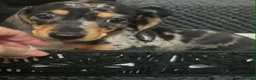 Miniature Dachshund dogs for sale: Miniature dachshunds  - Advert 5