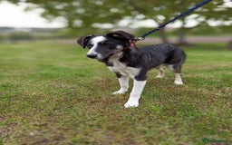 Mixed Breed dogs for adoption: 💙🐶 BENNY 🐶💙 - Image 20