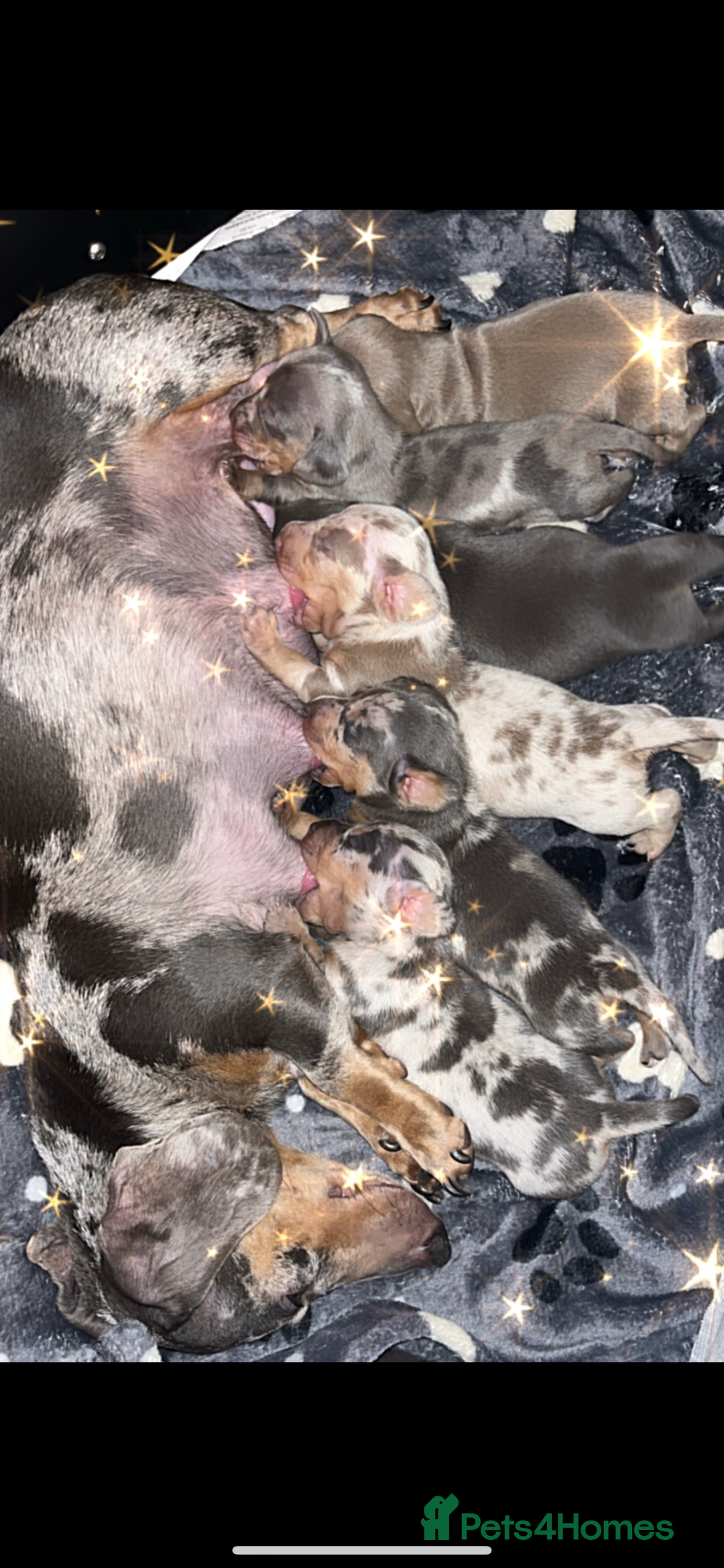 Miniature Dachshund dogs for sale: Miniature kc reg dachshunds for sale  - Image 1