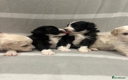 Maltipoo dogs for sale: Very small Maltipoo  - Image 24