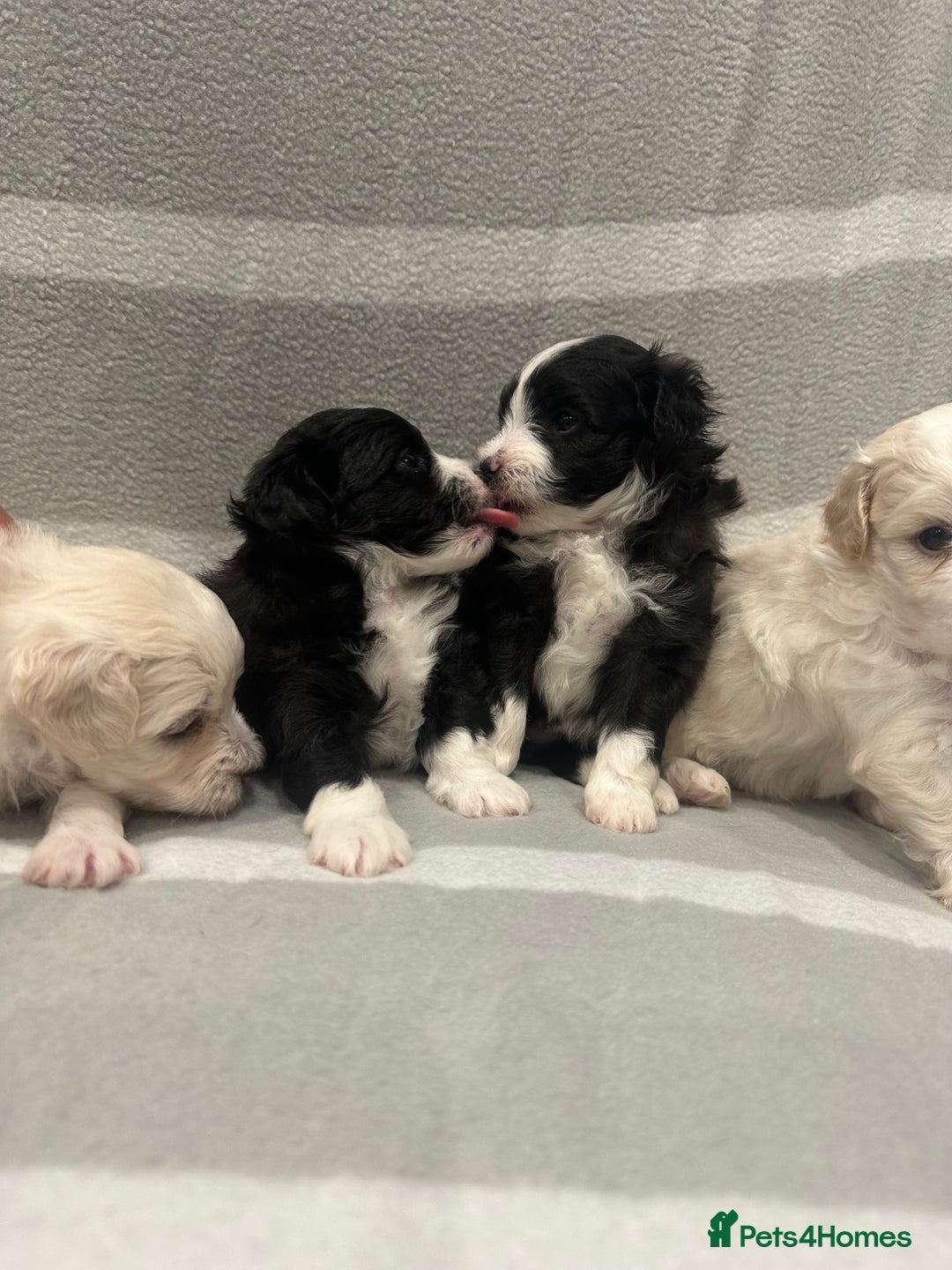 Maltipoo dogs for sale: Very small Maltipoo  - Image 24
