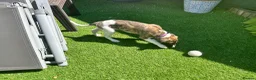 Whippet dogs for sale: Beautiful whippet puppy  - Advert 12