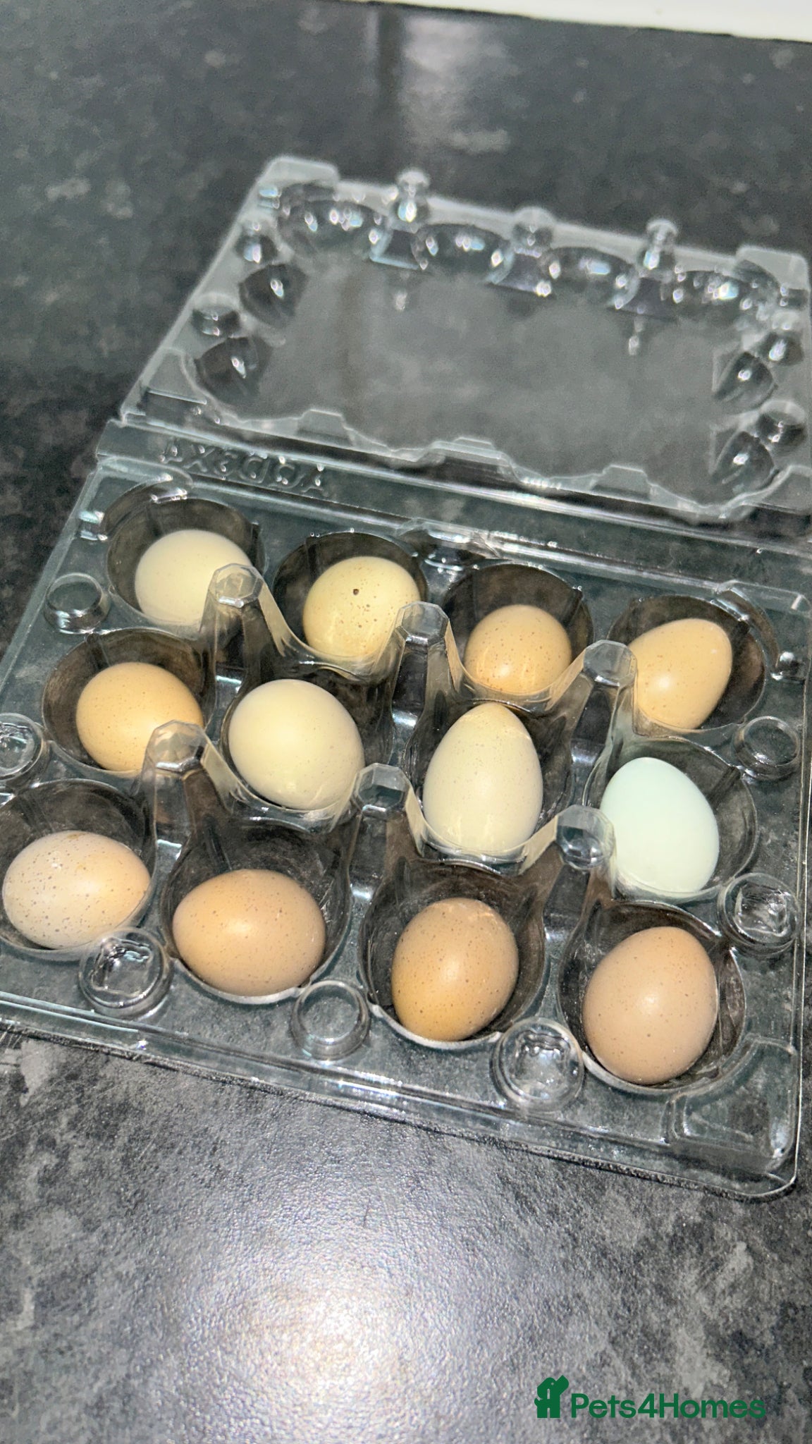 Quail poultry Fresh Chinese Painted Quail Hatching Eggs  - Advert 5