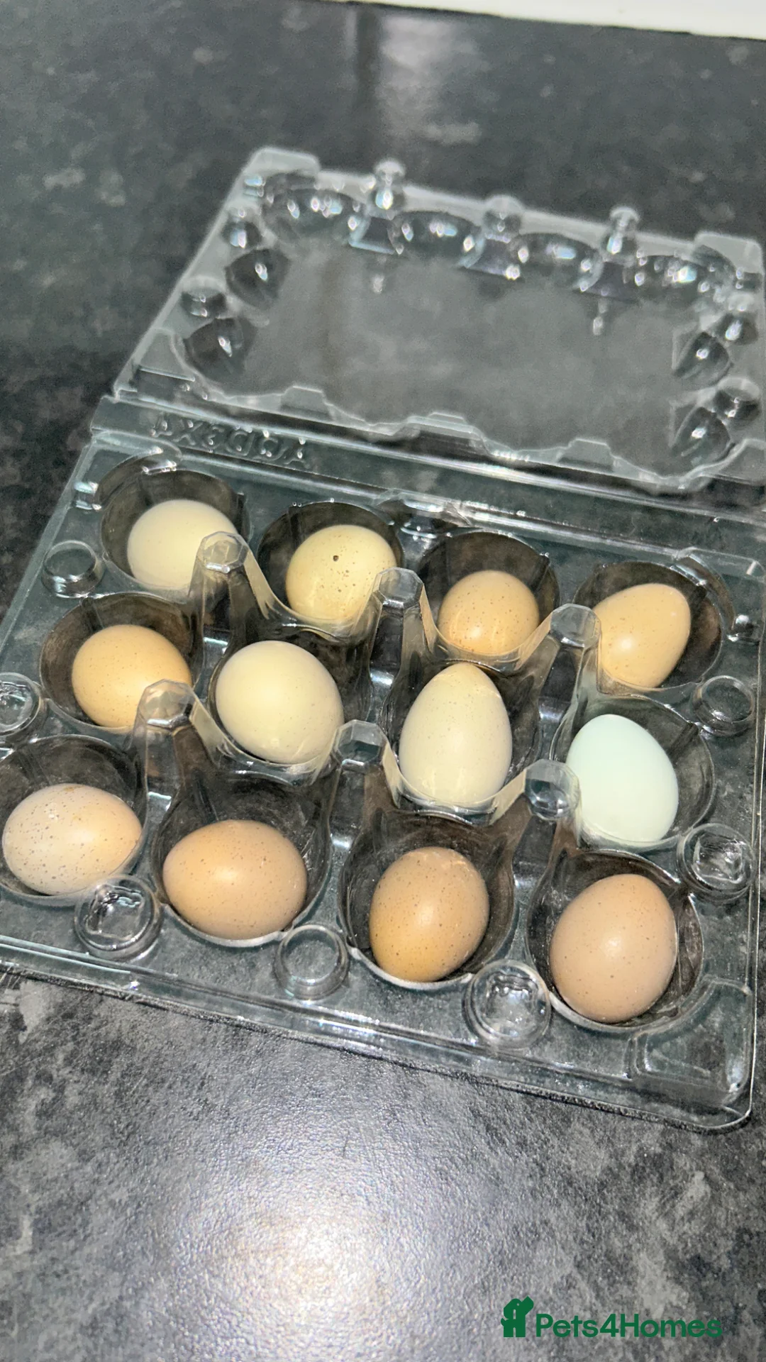 Quail poultry for sale: Fresh Chinese Painted Quail Hatching Eggs  - Advert 1