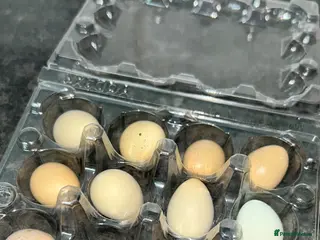 Quail poultry Fresh Chinese Painted Quail Hatching Eggs - Advert 2