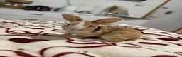 Mixed Breed rabbits for sale: Rabbits aged 5 weeks currently in Portsmouth - Advert 8