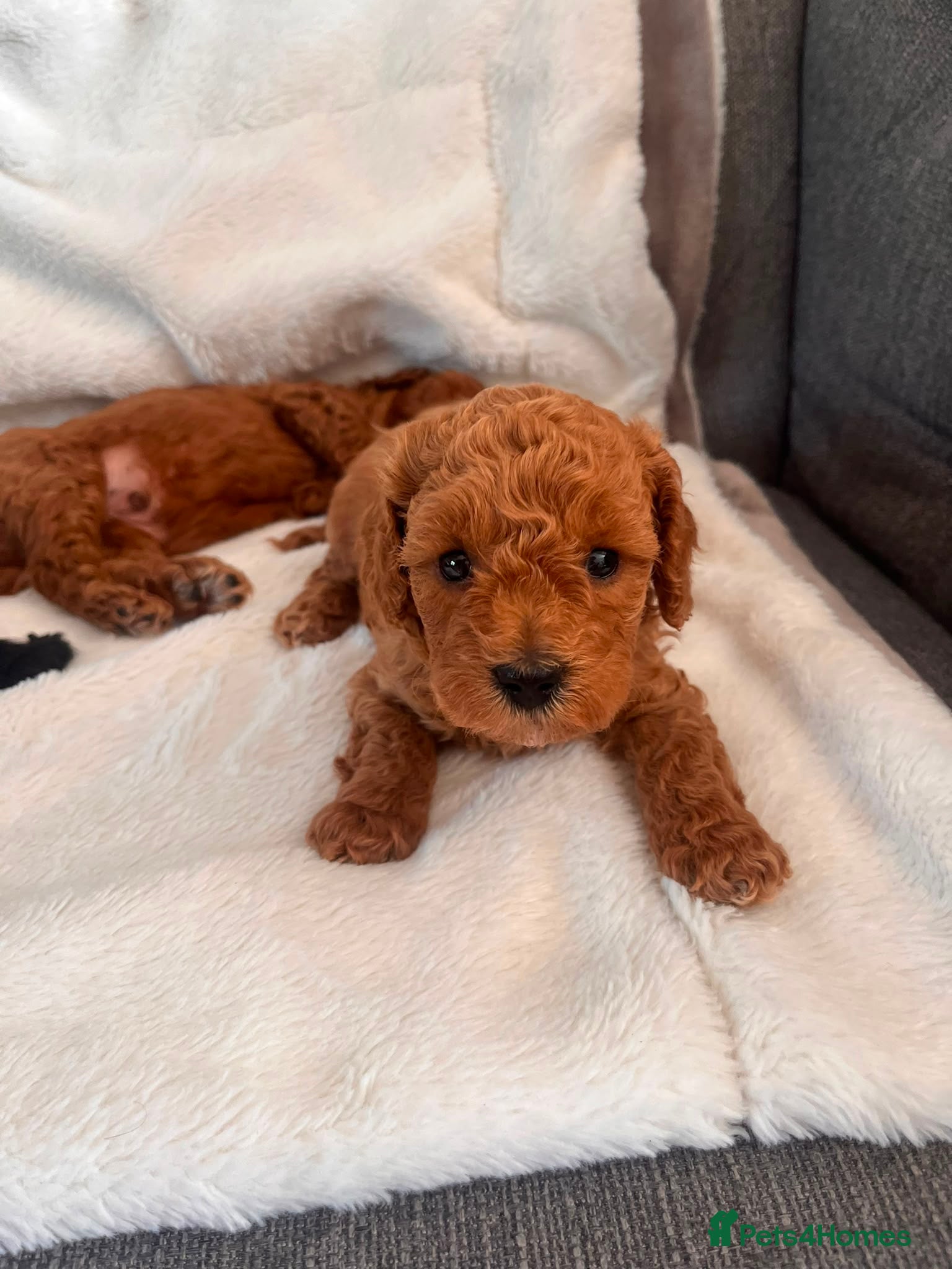 Maltipoo dogs Beautiful F1b Toy Maltipoo Puppies For Sale - Advert 2