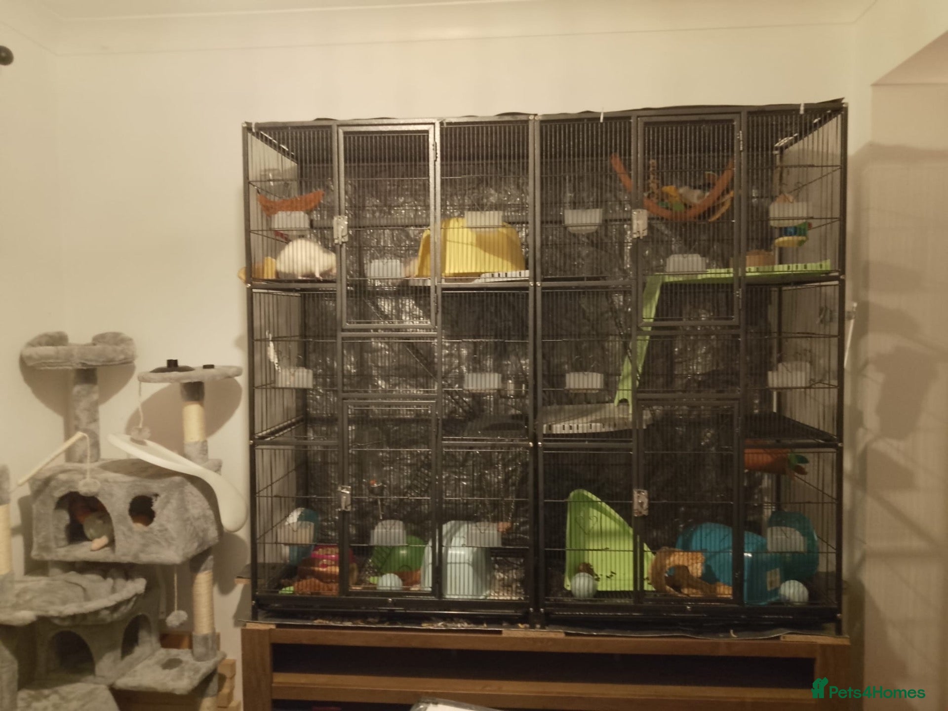 Rat rodents Full rat set up  - Advert 3