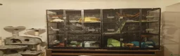 Rat rodents for sale: Full rat set up  - Advert 1