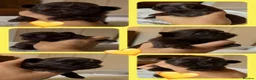Shih Tzu dogs for sale: KC true chocolate imperial Shihtzu puppies  - Advert 9