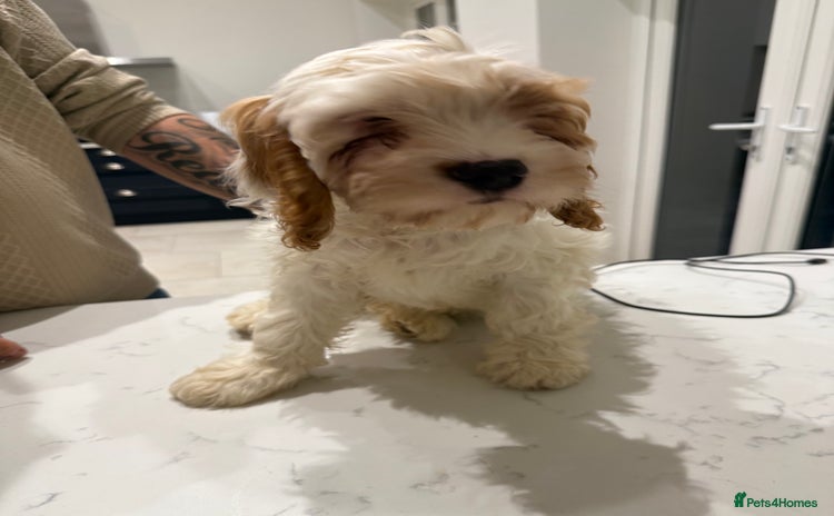 Mixed Breed dogs - Advert 13