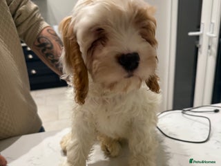 Mixed Breed dogs - Advert 29