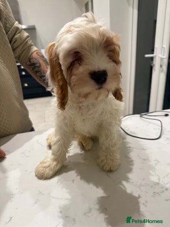 Mixed Breed dogs - Advert 13